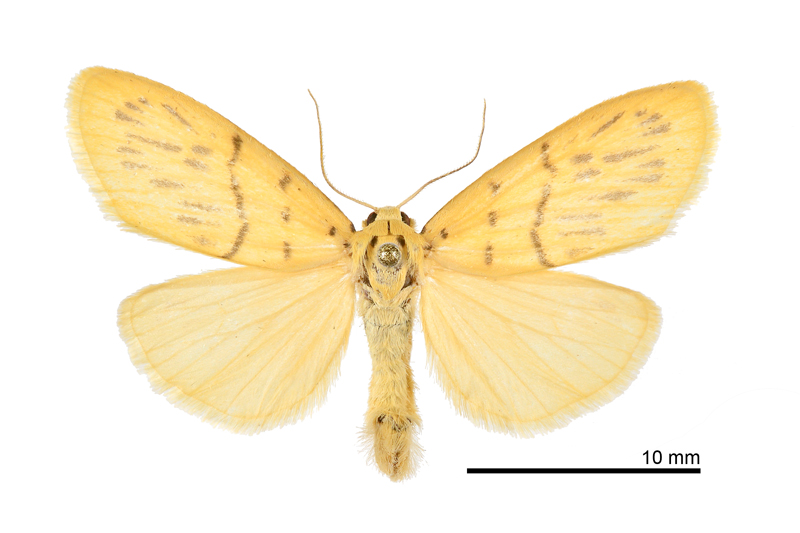 Stigmatophora karenkonis Male